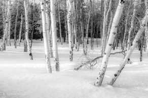 Aspens in the snow-9615.jpg Aspens in the snow-9615.jpg